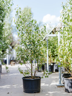 Birch Dakota Pinnacle by Gallon