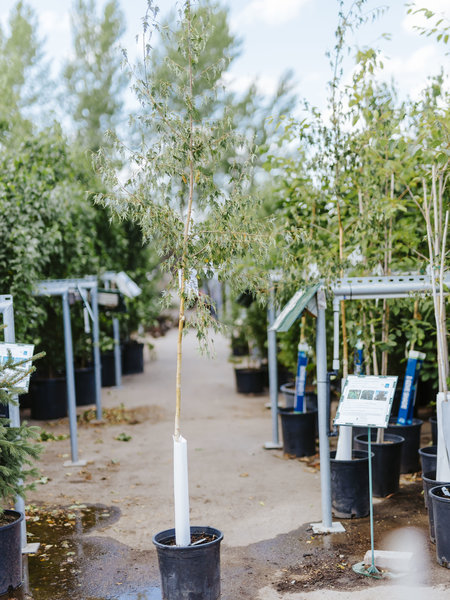 Birch Weeping Cutleaf