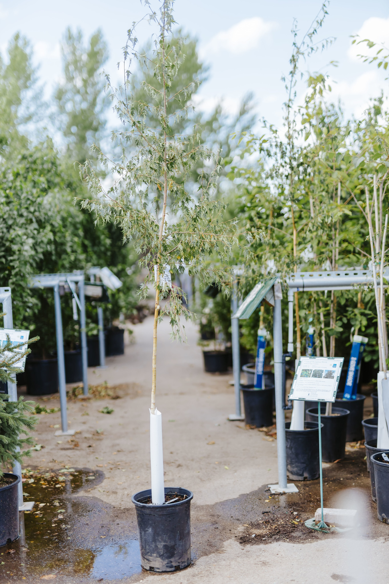 Birch Weeping Cutleaf