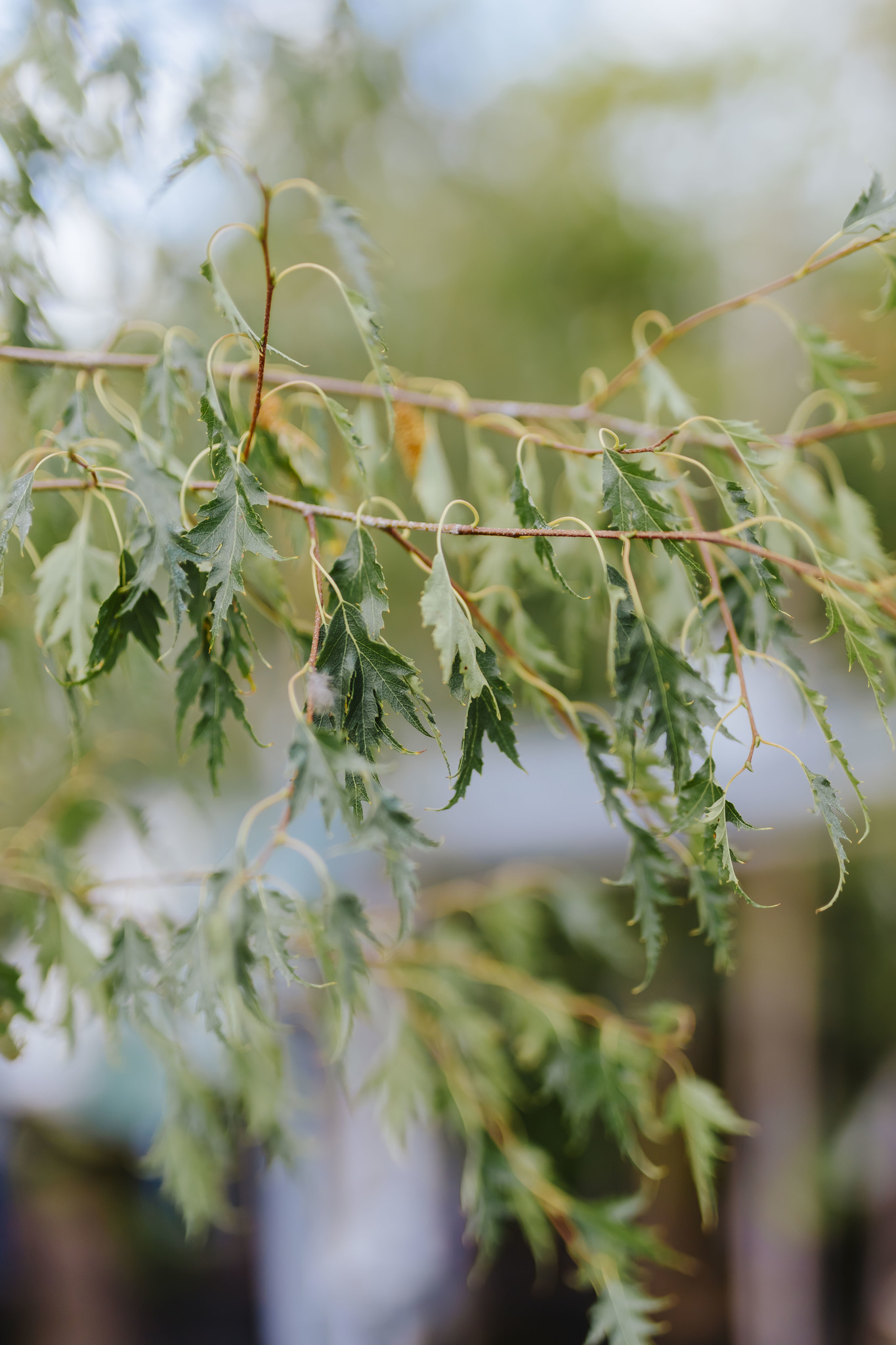 Birch Weeping Cutleaf
