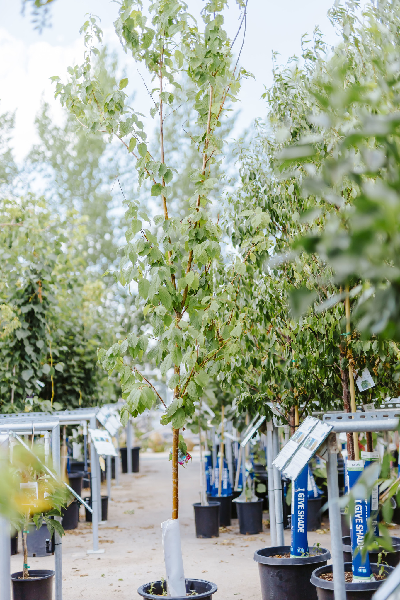 Cherry Amur Klondike