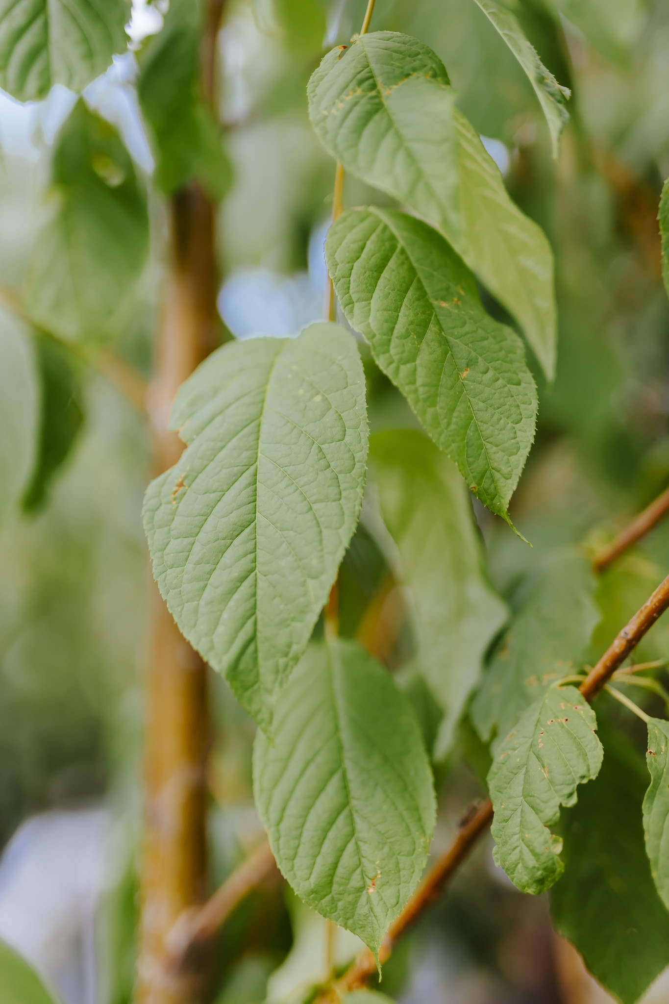 Cherry Amur Klondike