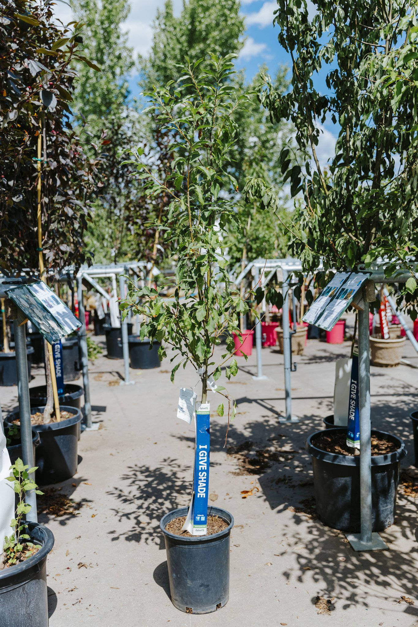 Crab Spring Snow by Caliper