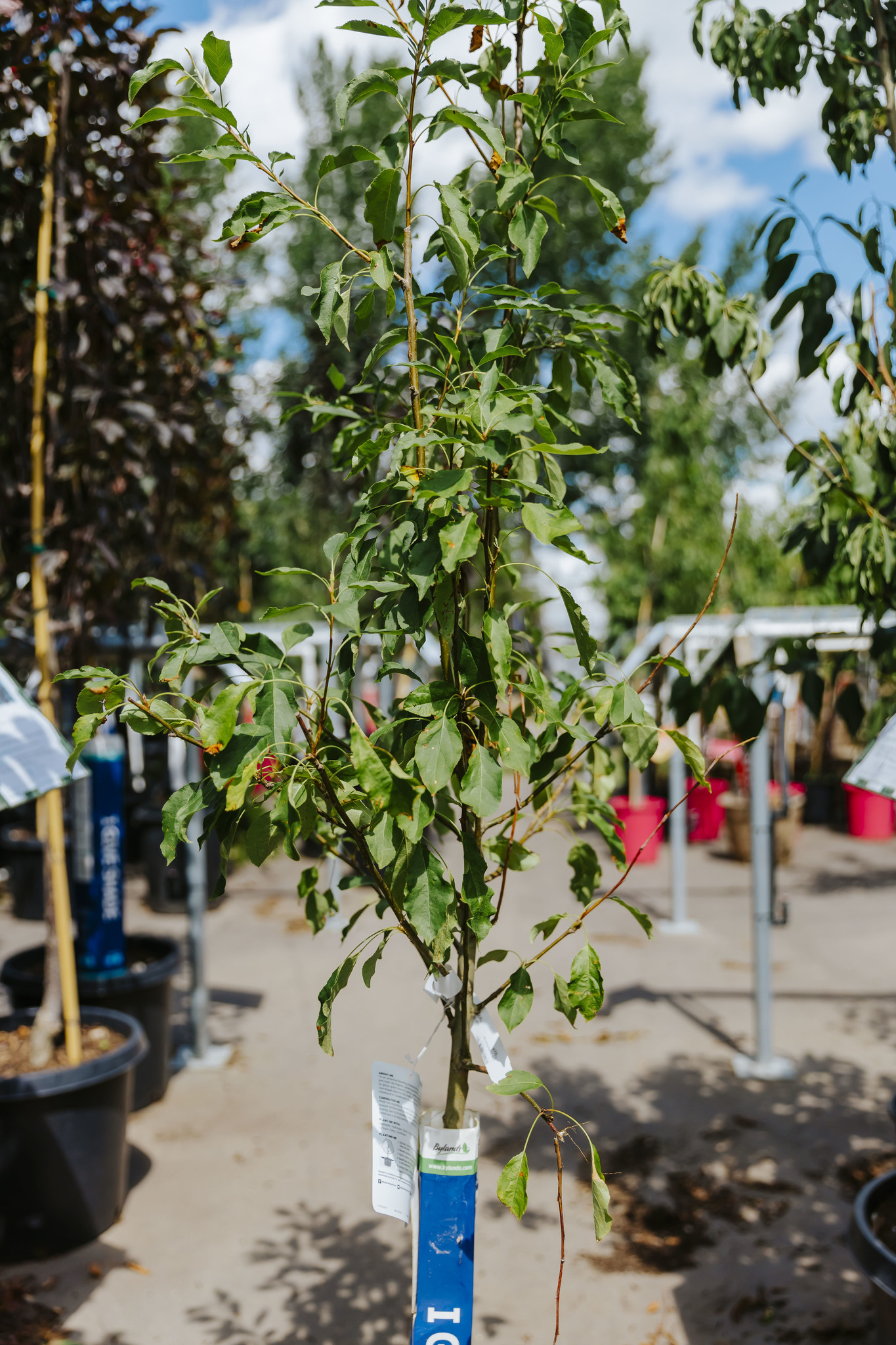 Crab Spring Snow by Caliper