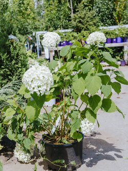 Hydrangea Annabelle