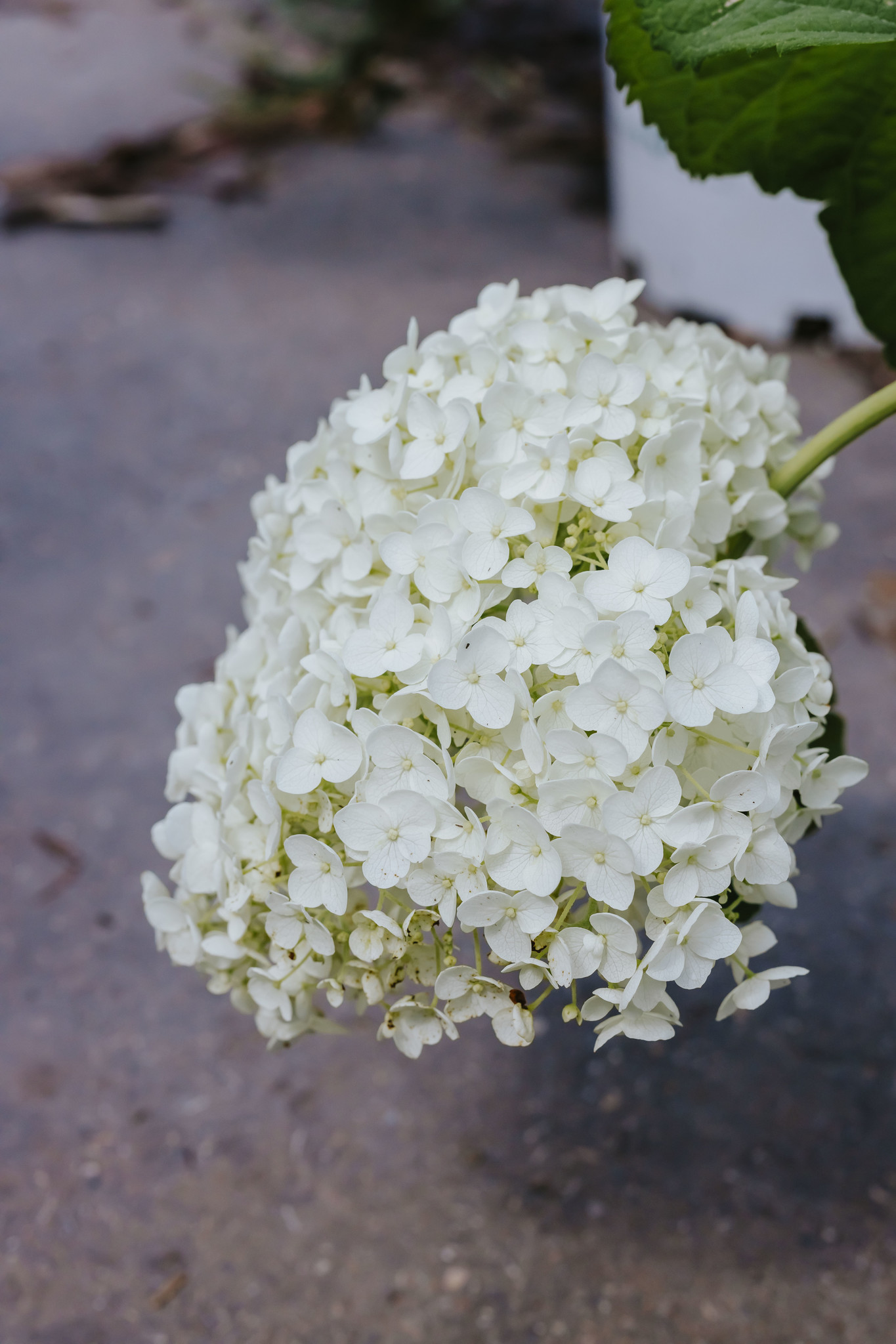 Hydrangea Annabelle