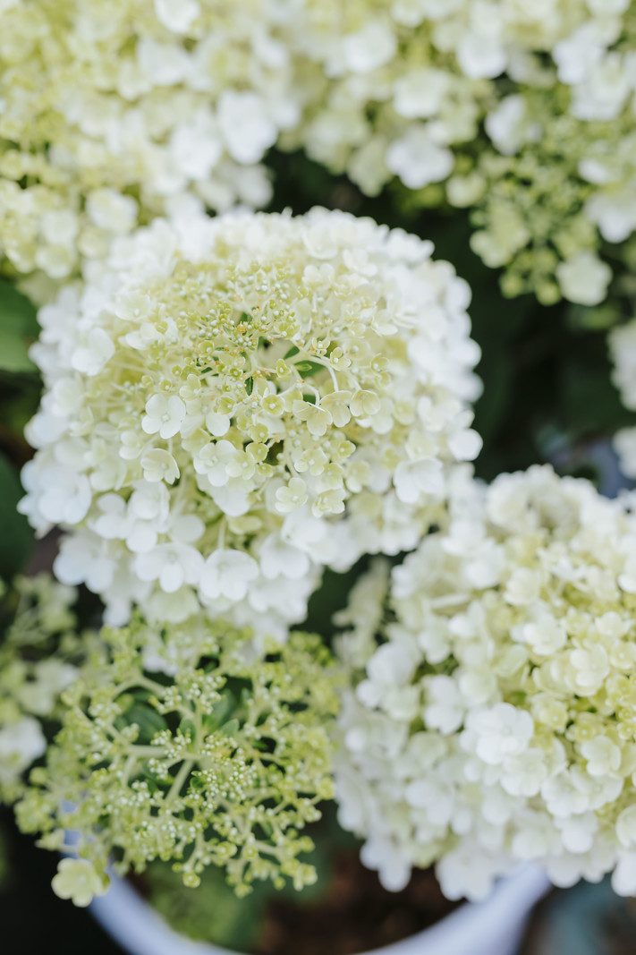 Hydrangea Bobo