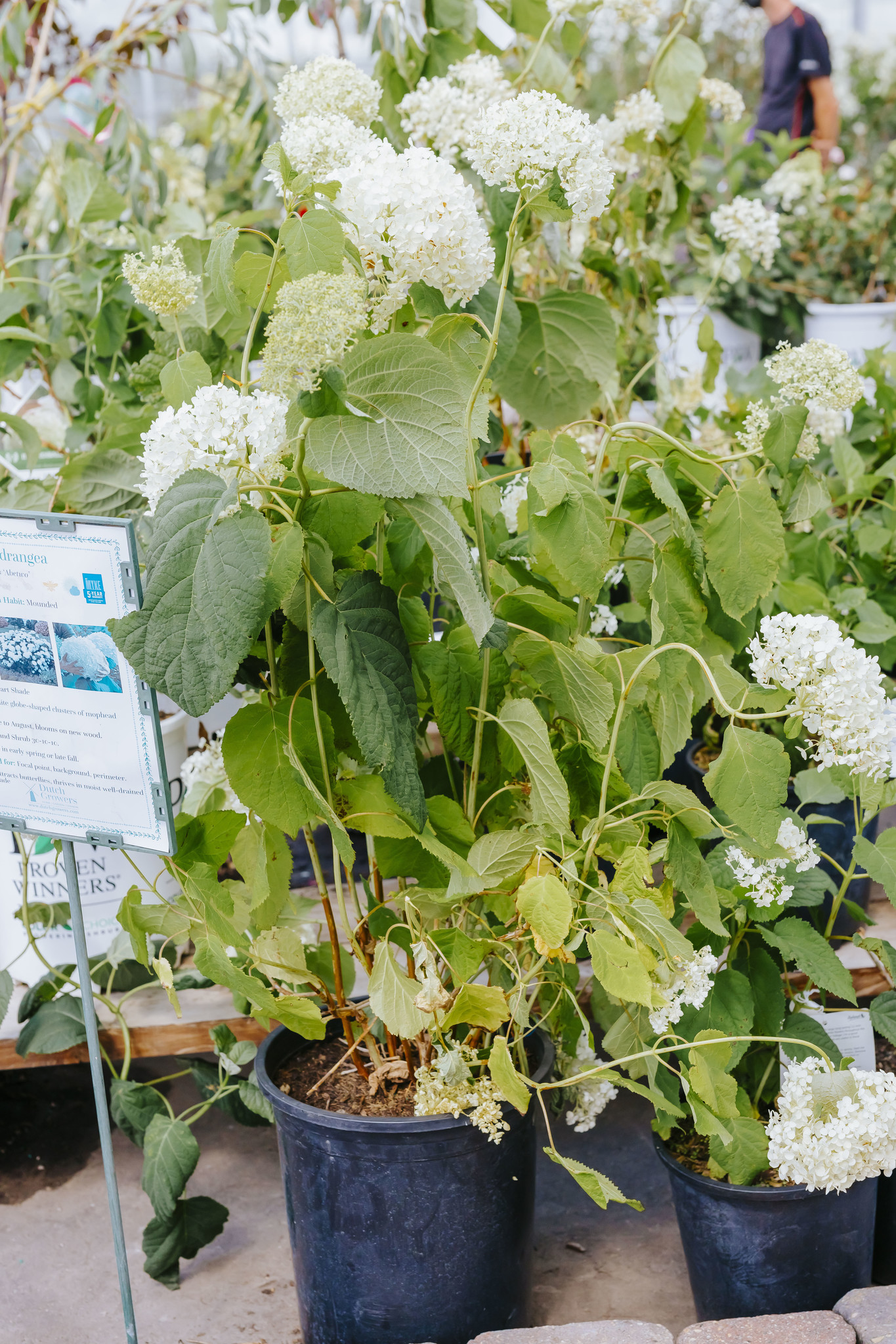 Hydrangea Incrediball