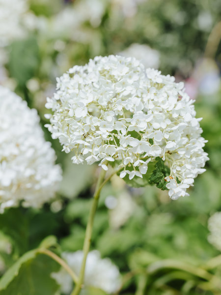 Hydrangea Incrediball