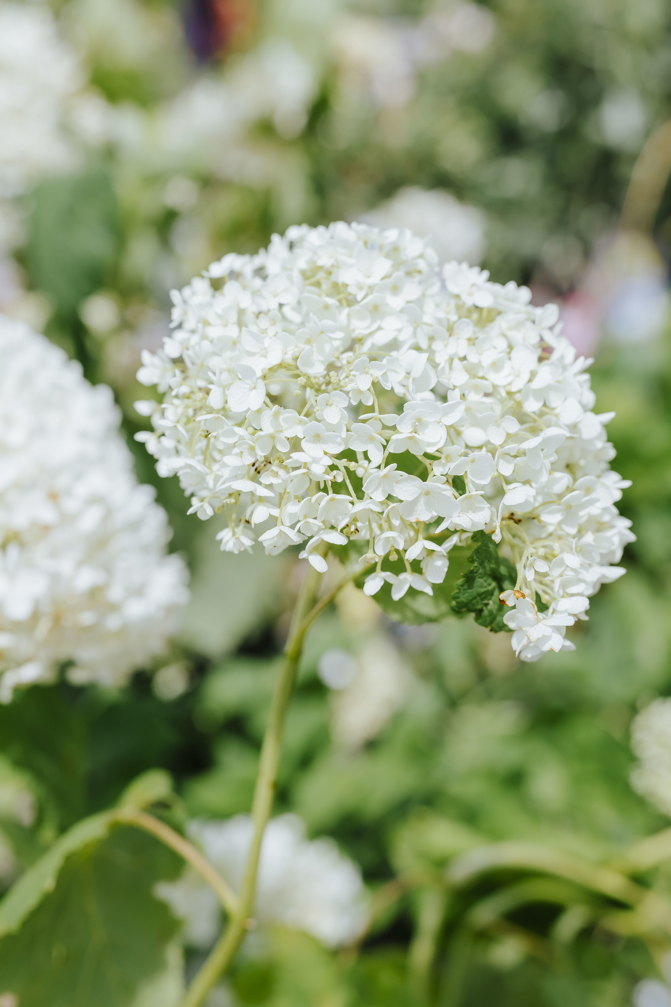 Hydrangea Incrediball
