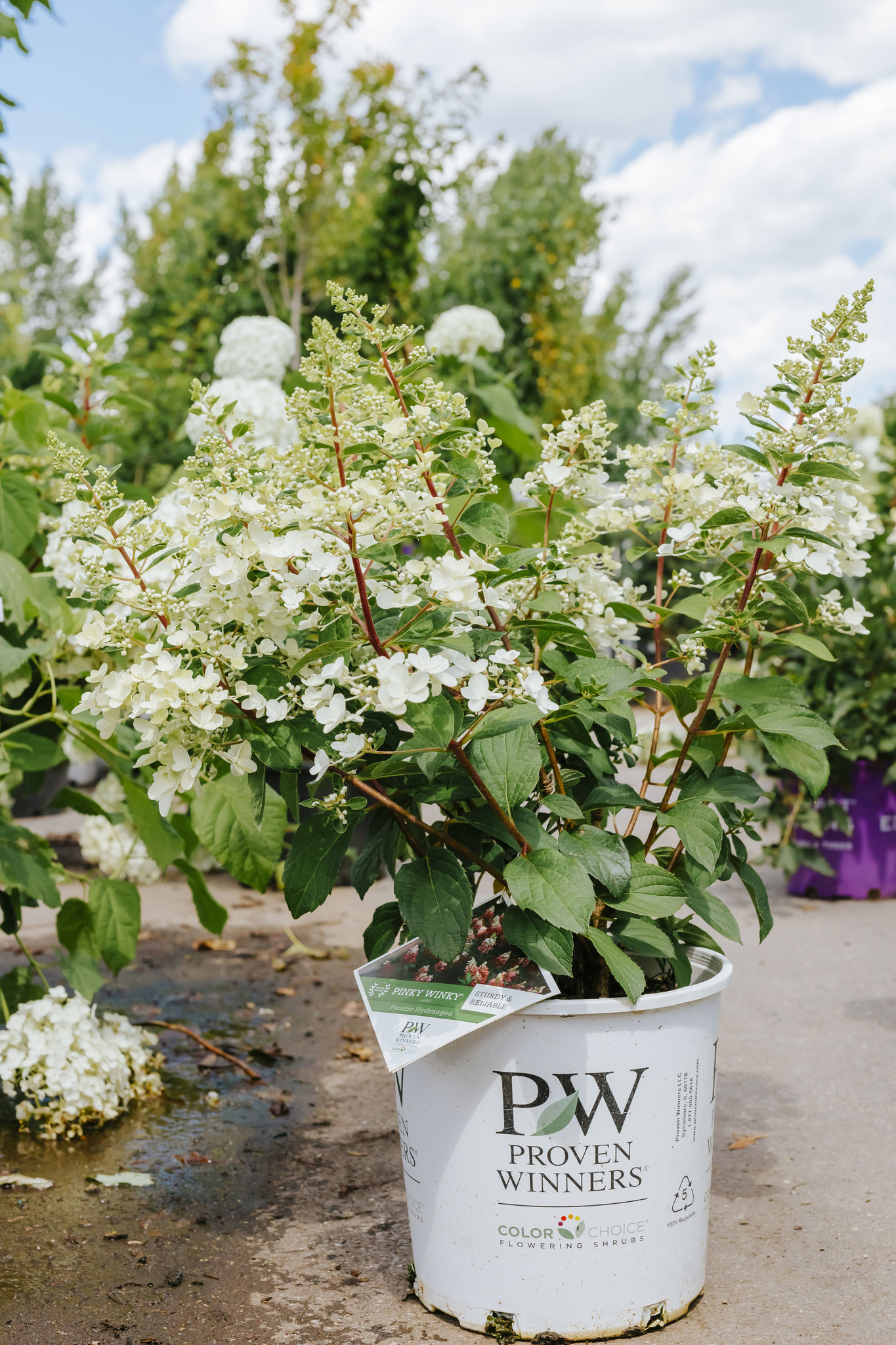 Hydrangea Pinky Winky