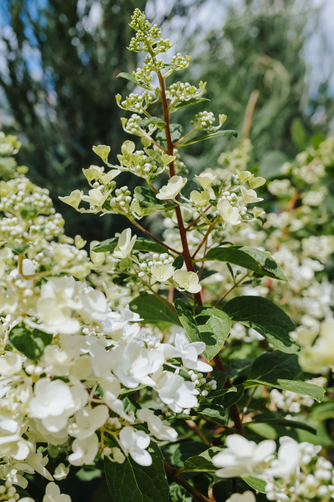 Hydrangea Pinky Winky