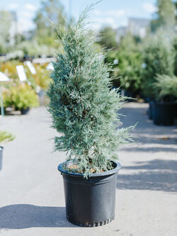 Juniper Moonglow