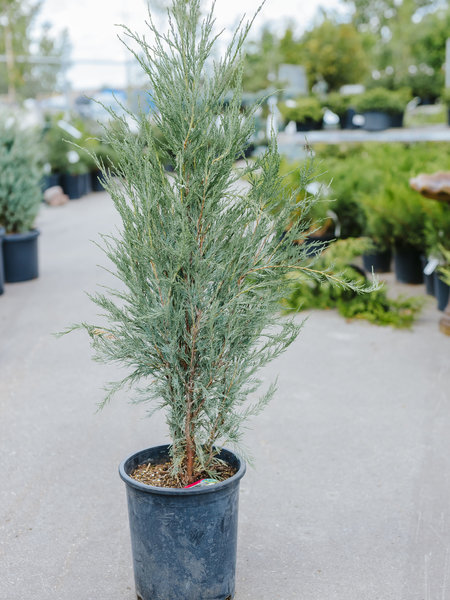 Juniper Skyrocket