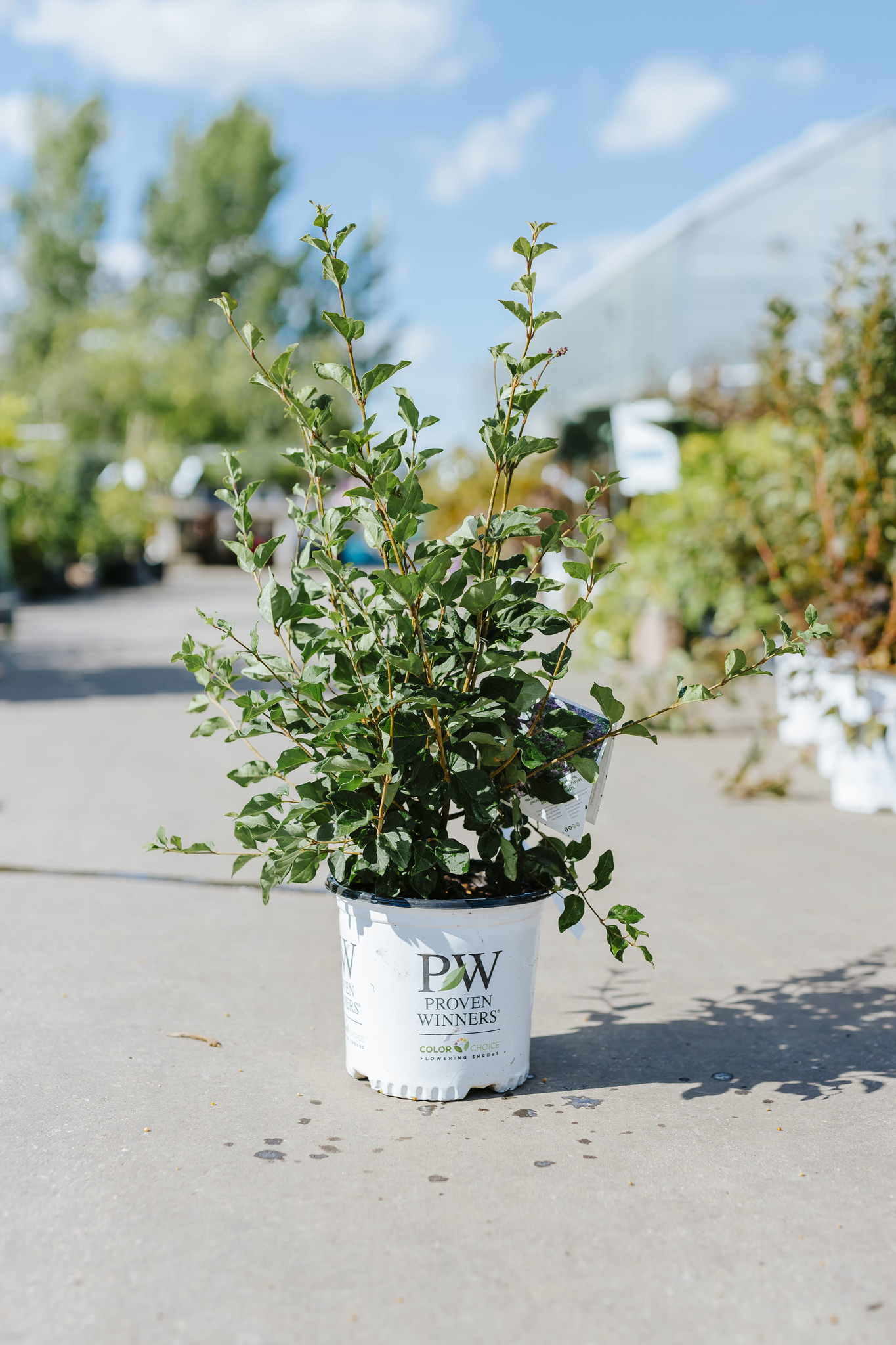 Lilac Bloomerang Dark Purple Dwarf 2gal