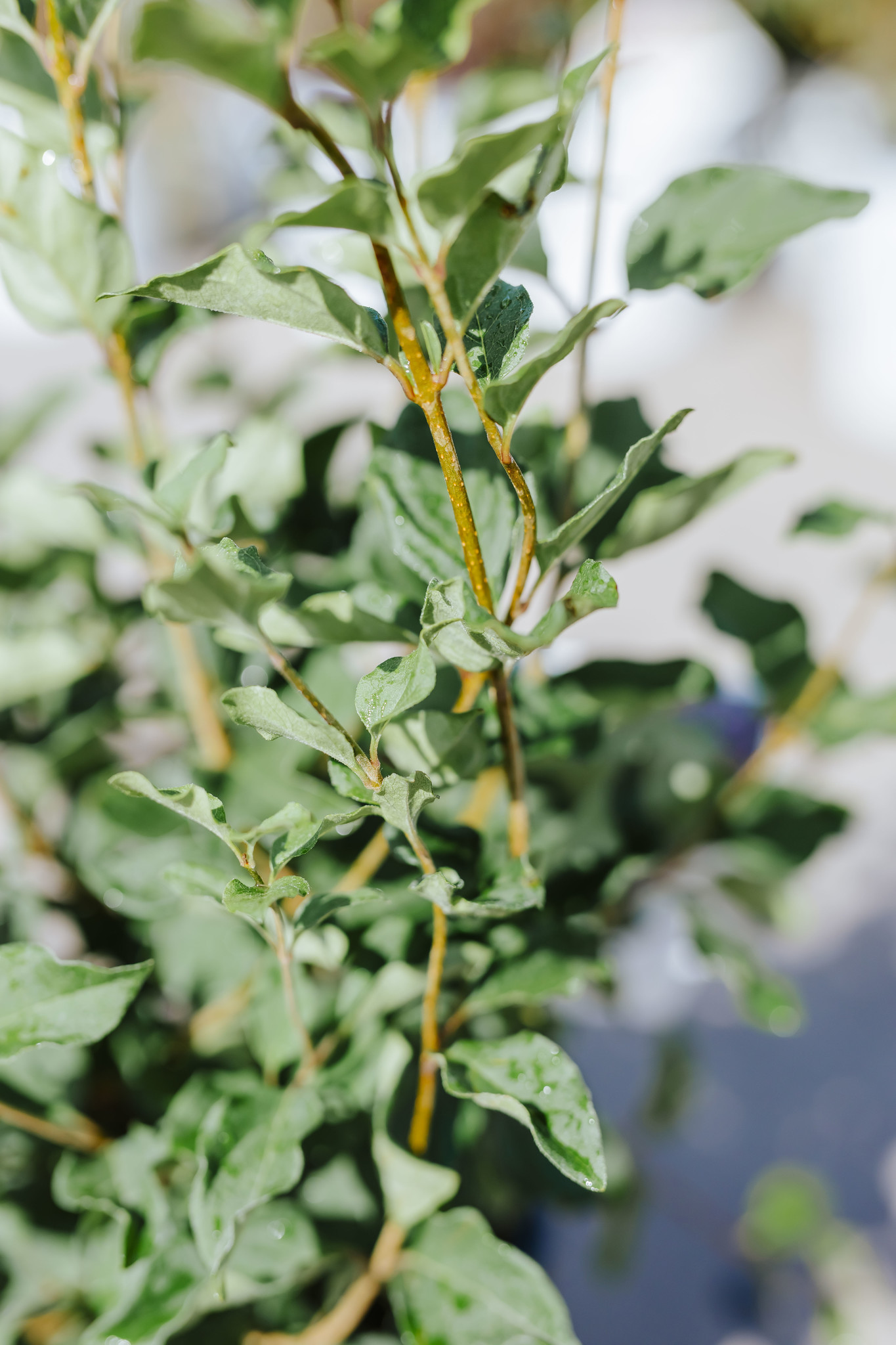 Lilac Bloomerang Dark Purple Dwarf 2gal