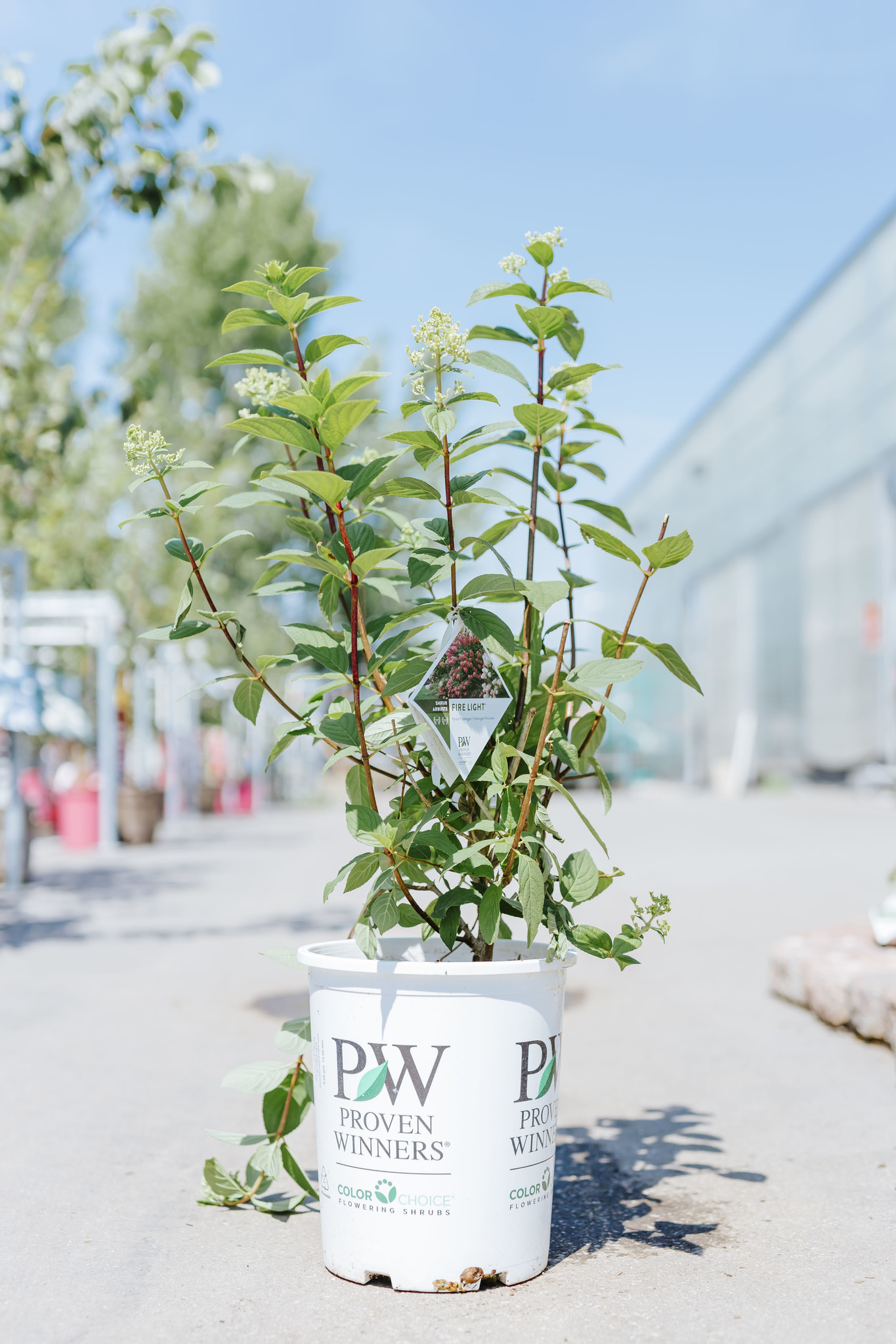 Hydrangea Fire Light Tidbit