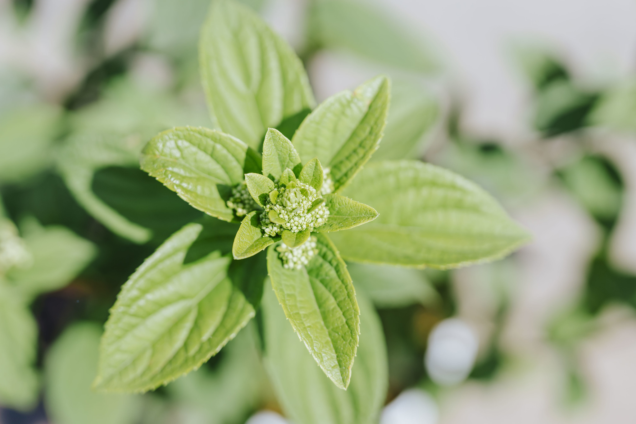 Hydrangea Fire Light Tidbit