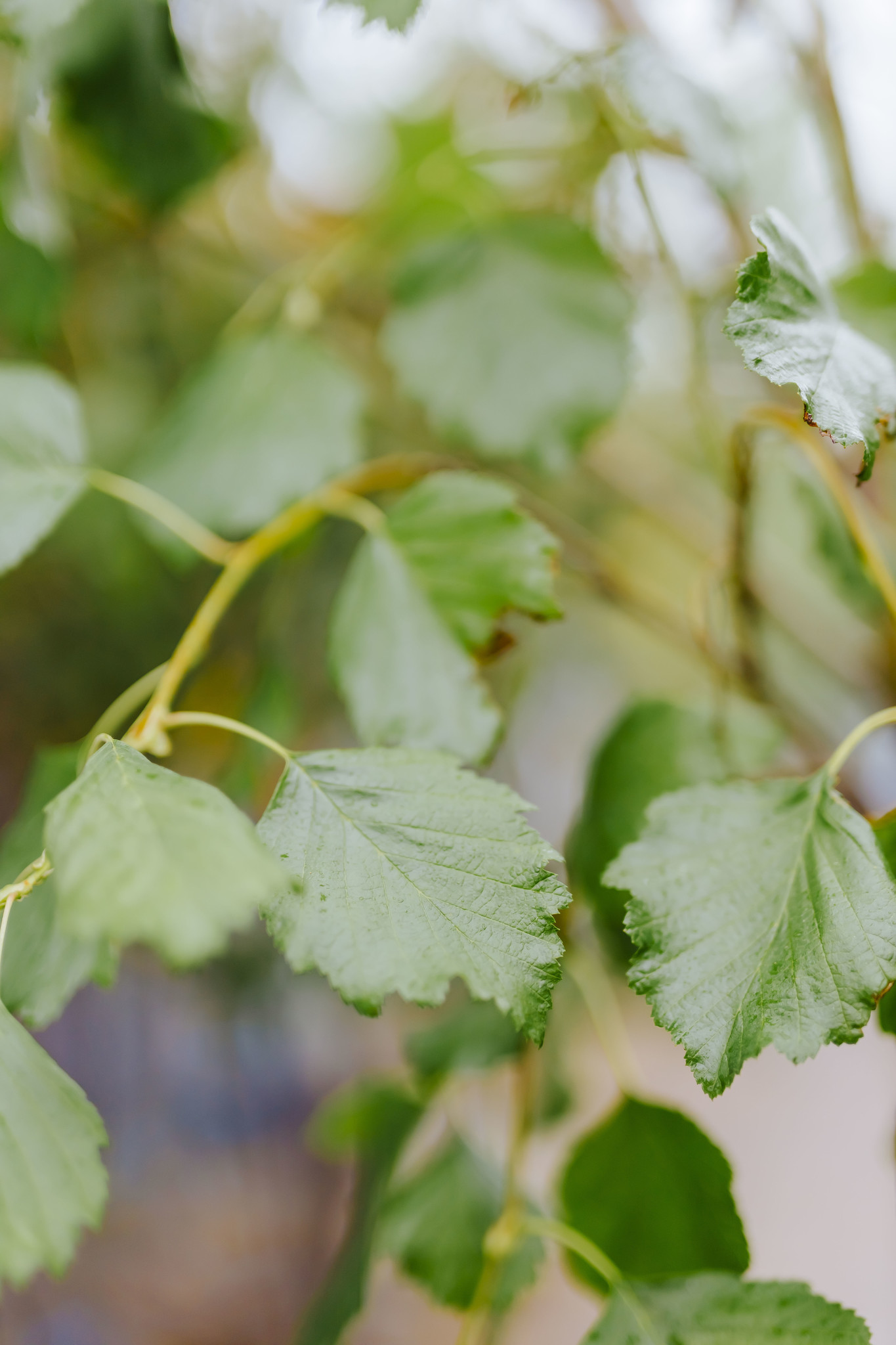 Alder Prairie Horizon by Gallon