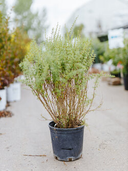 Caragana Pygmy Peashrub 2gal