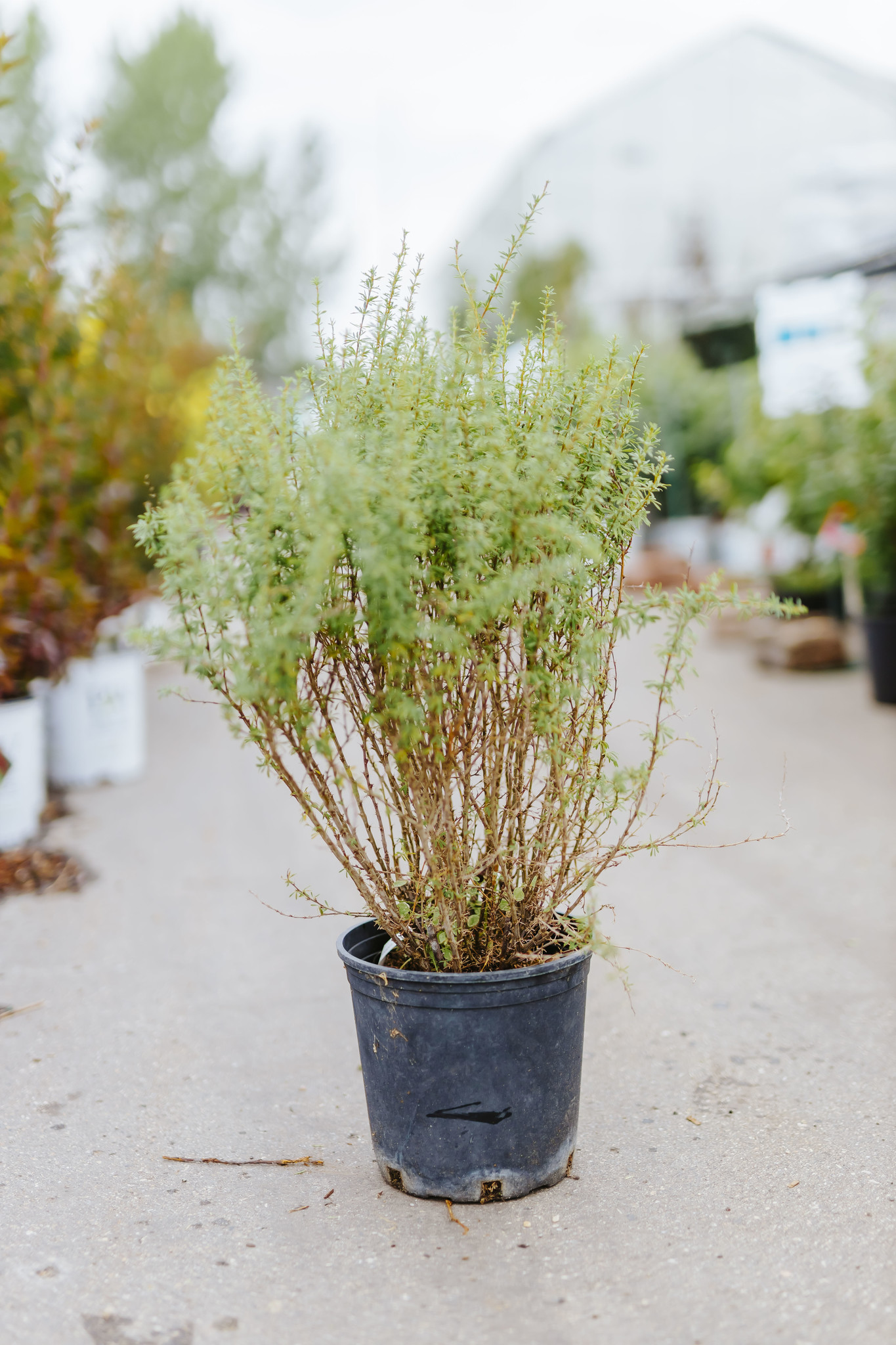 Caragana Pygmy Peashrub 2gal