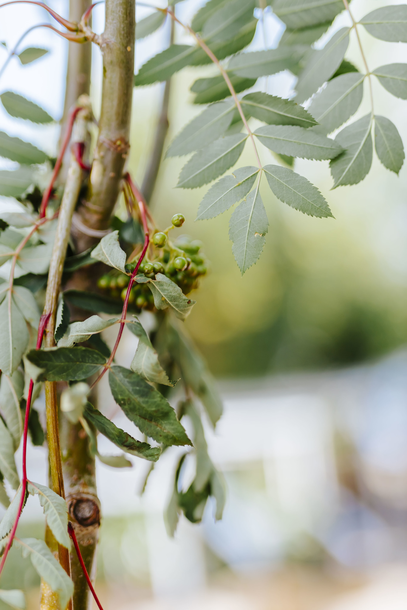 Mountain Ash Russian