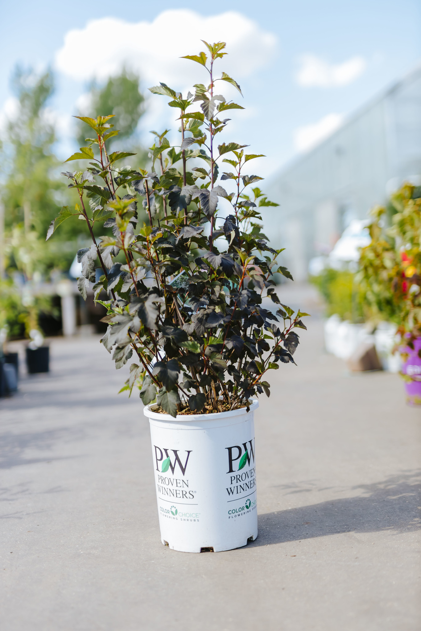 Ninebark Summer Wine