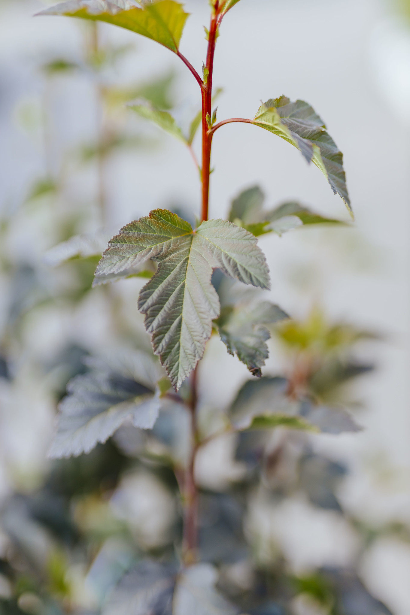 Ninebark Summer Wine