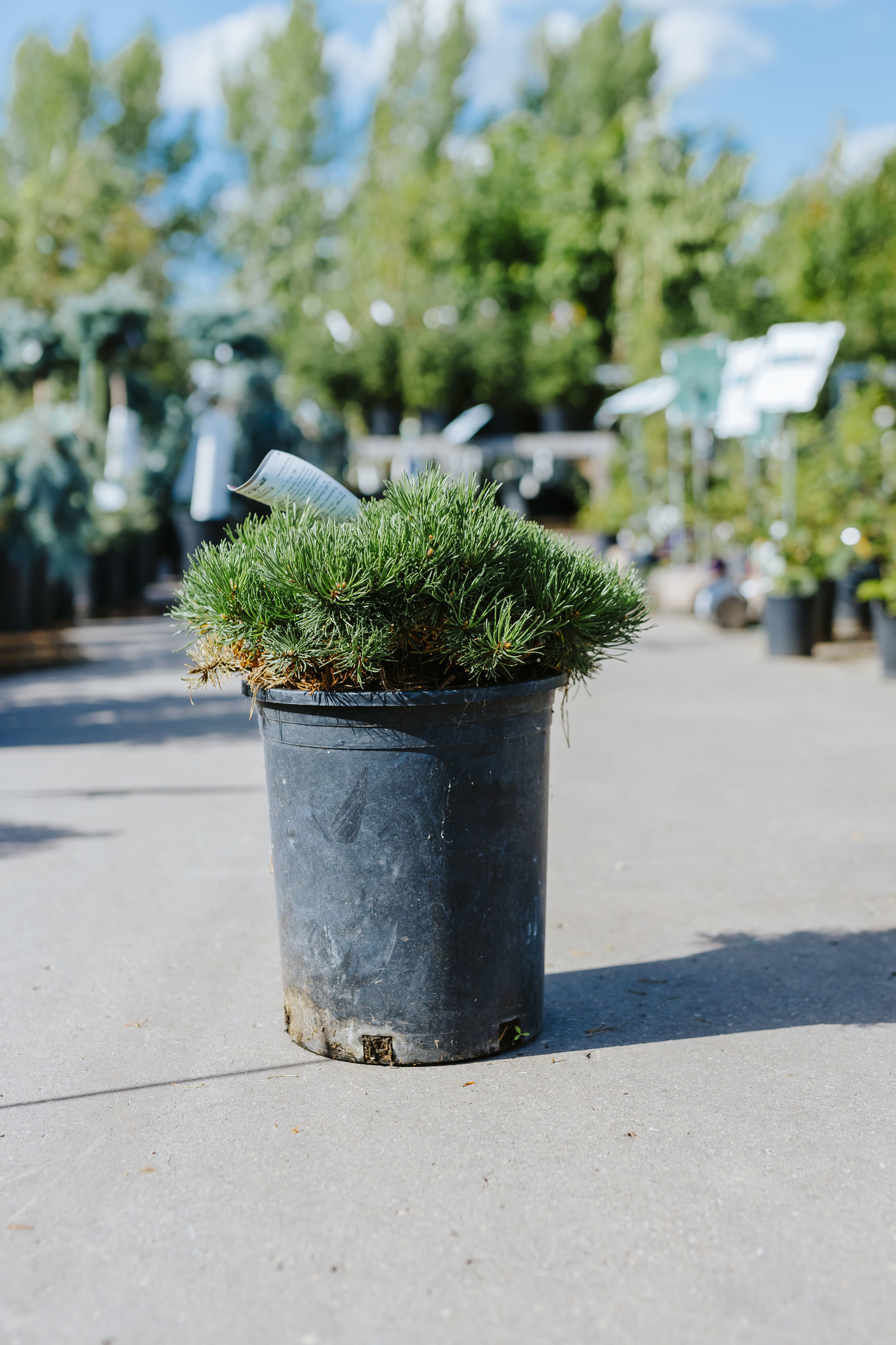 Pine Mugo Mitsch Mini 5gal