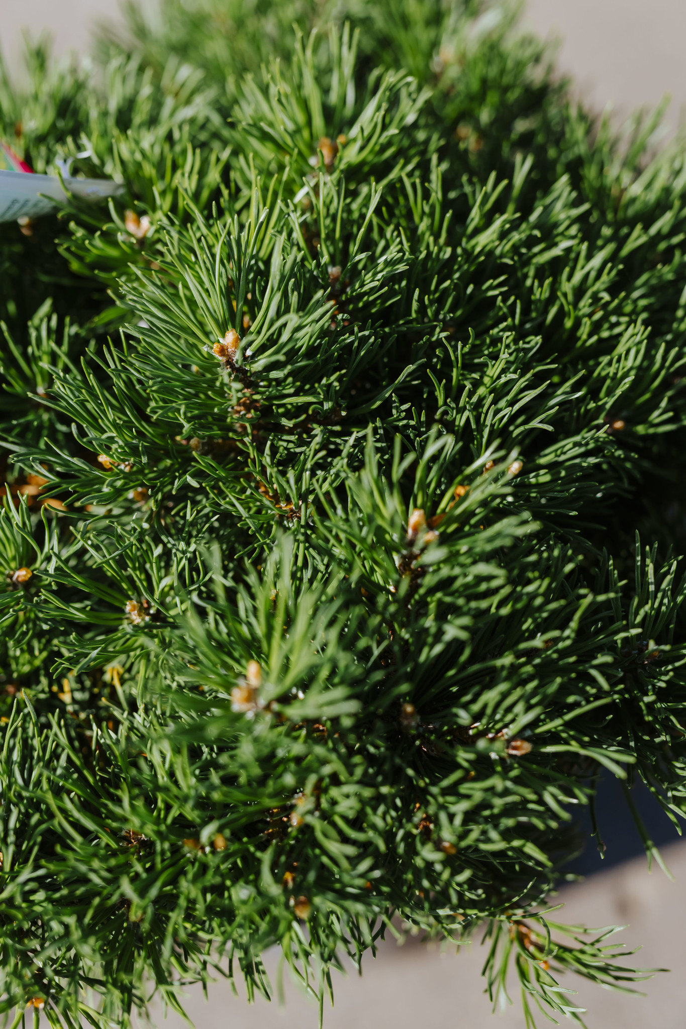 Pine Mugo Mitsch Mini 5gal