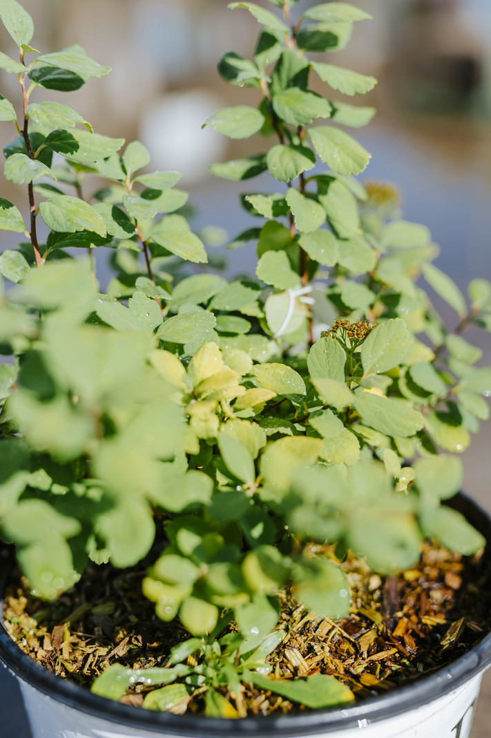 Spirea Glow Girl