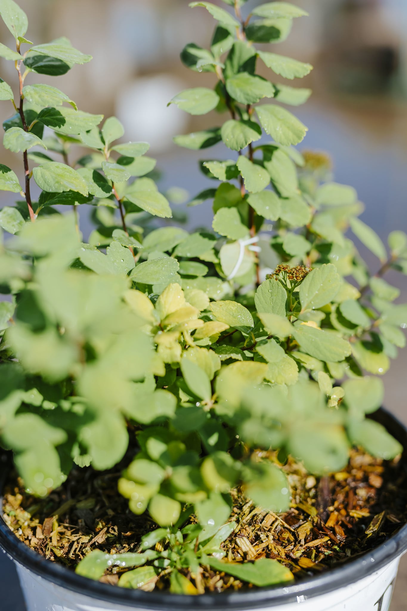 Spirea Glow Girl