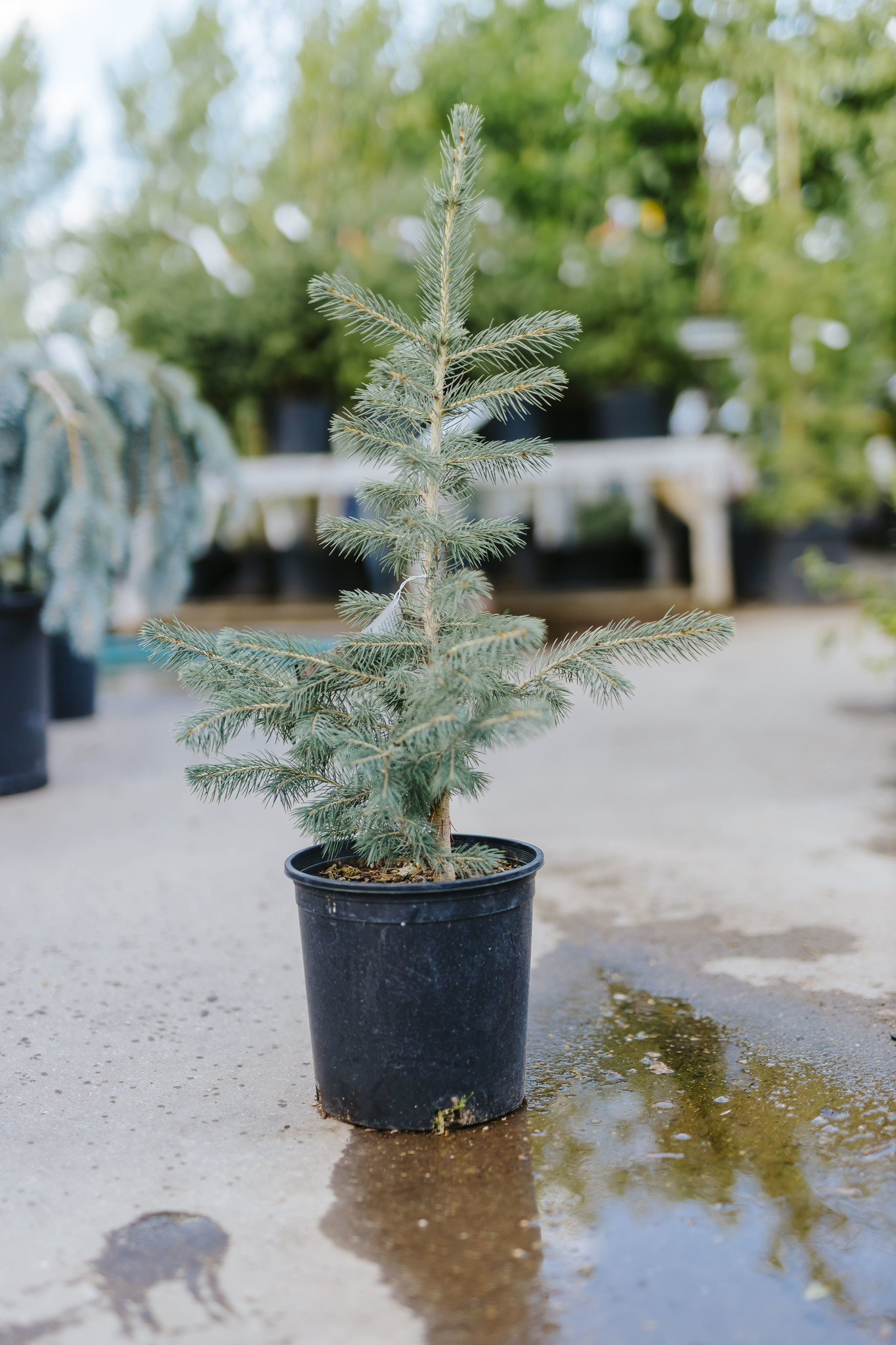 Spruce Colorado by Gallon