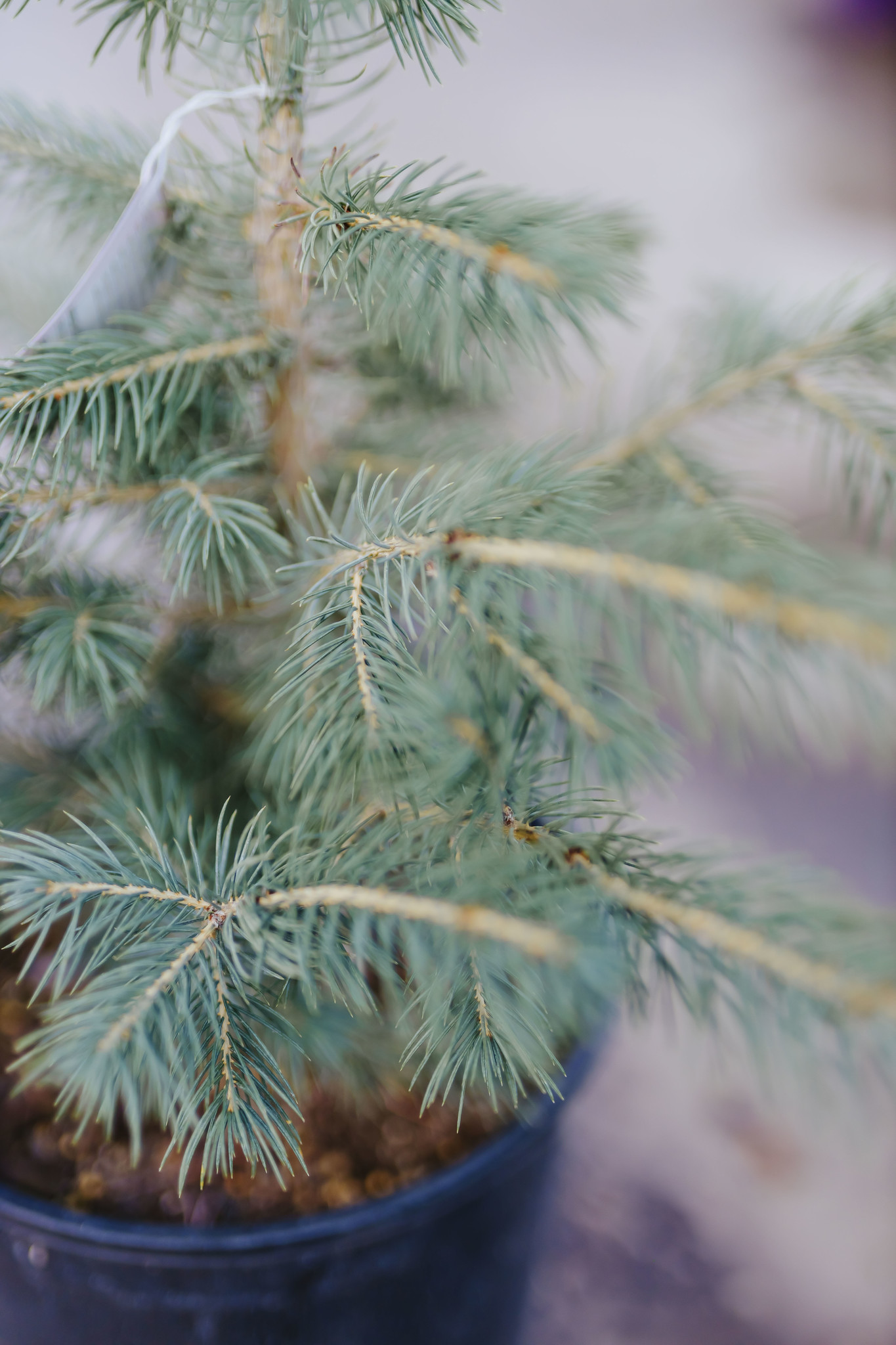 Spruce Colorado by Gallon