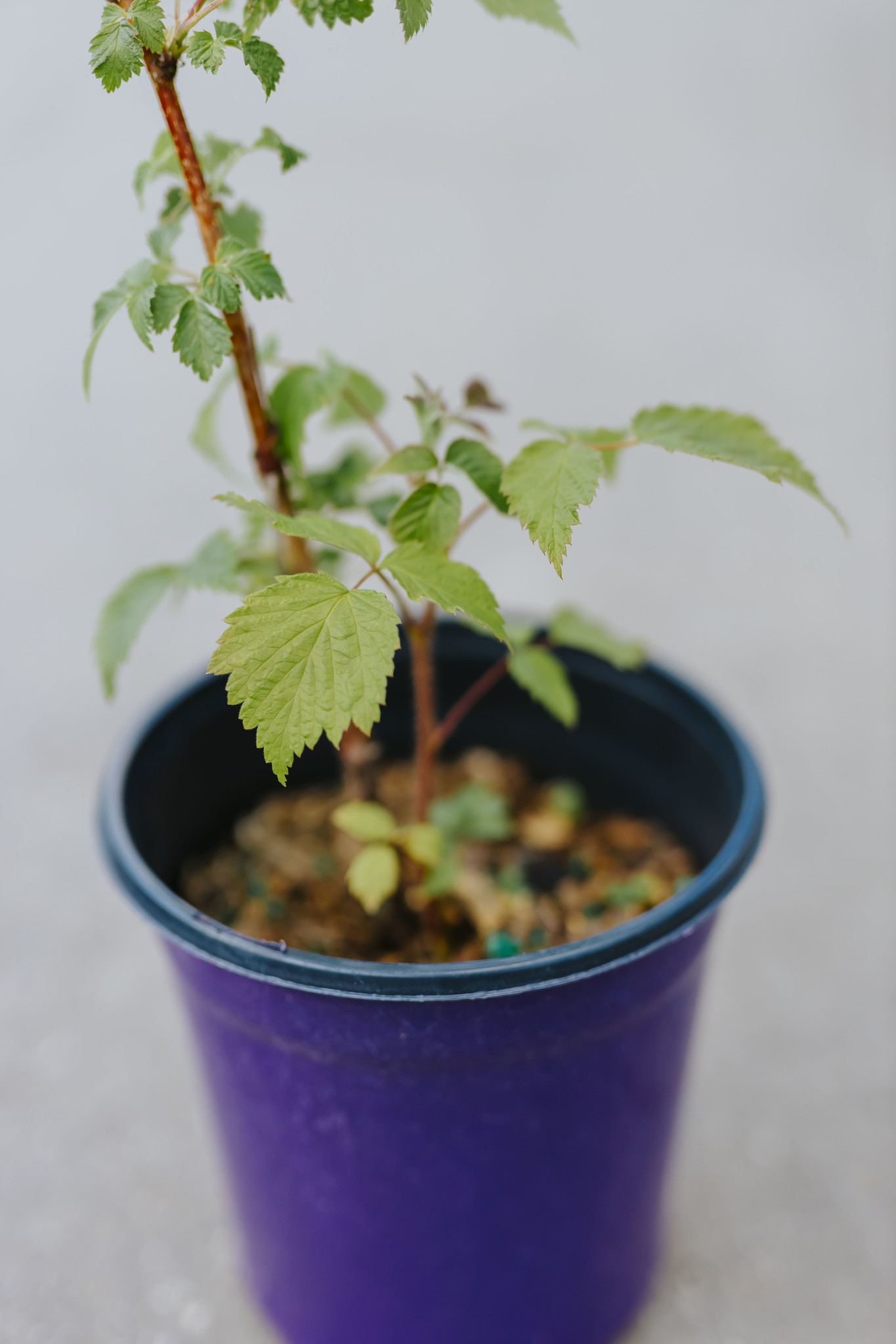 Raspberry Red Mammoth