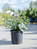 Spirea Tor Birch Leaf