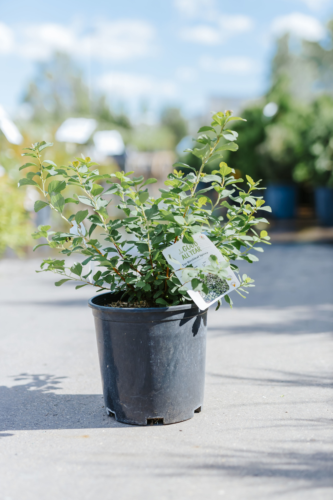 Spirea Tor Birch Leaf