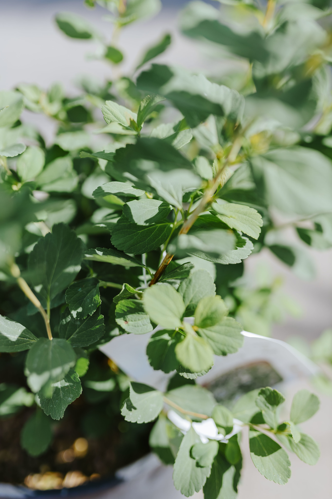 Spirea Tor Birch Leaf