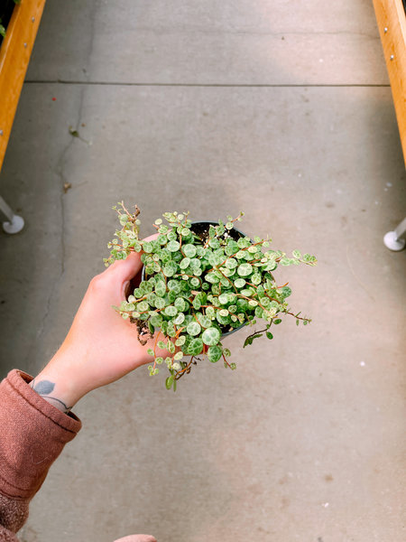 Dutch Growers String Of Turtles