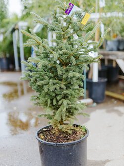 Spruce Black Hills by Gallon