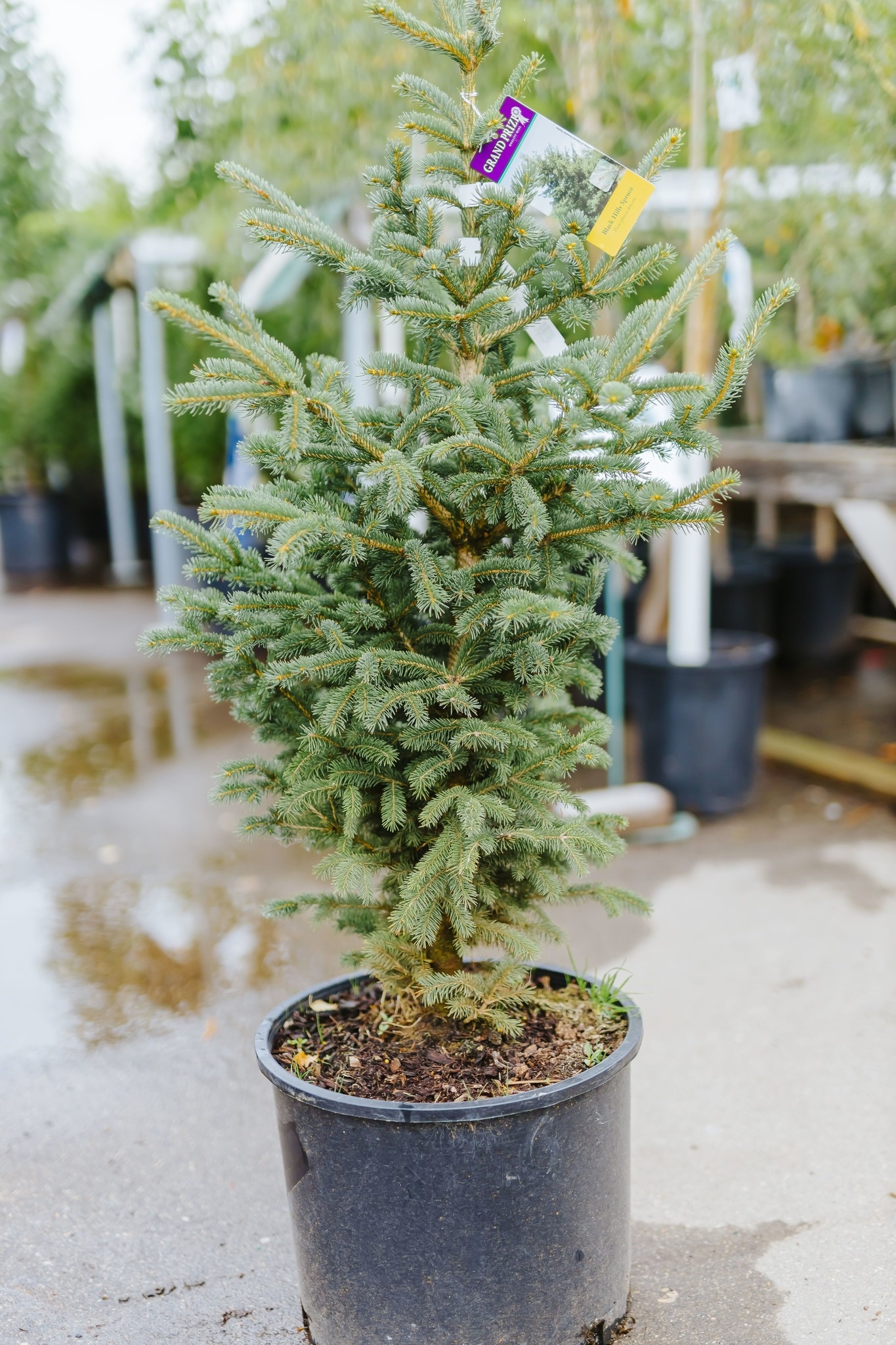 Spruce Black Hills by Gallon