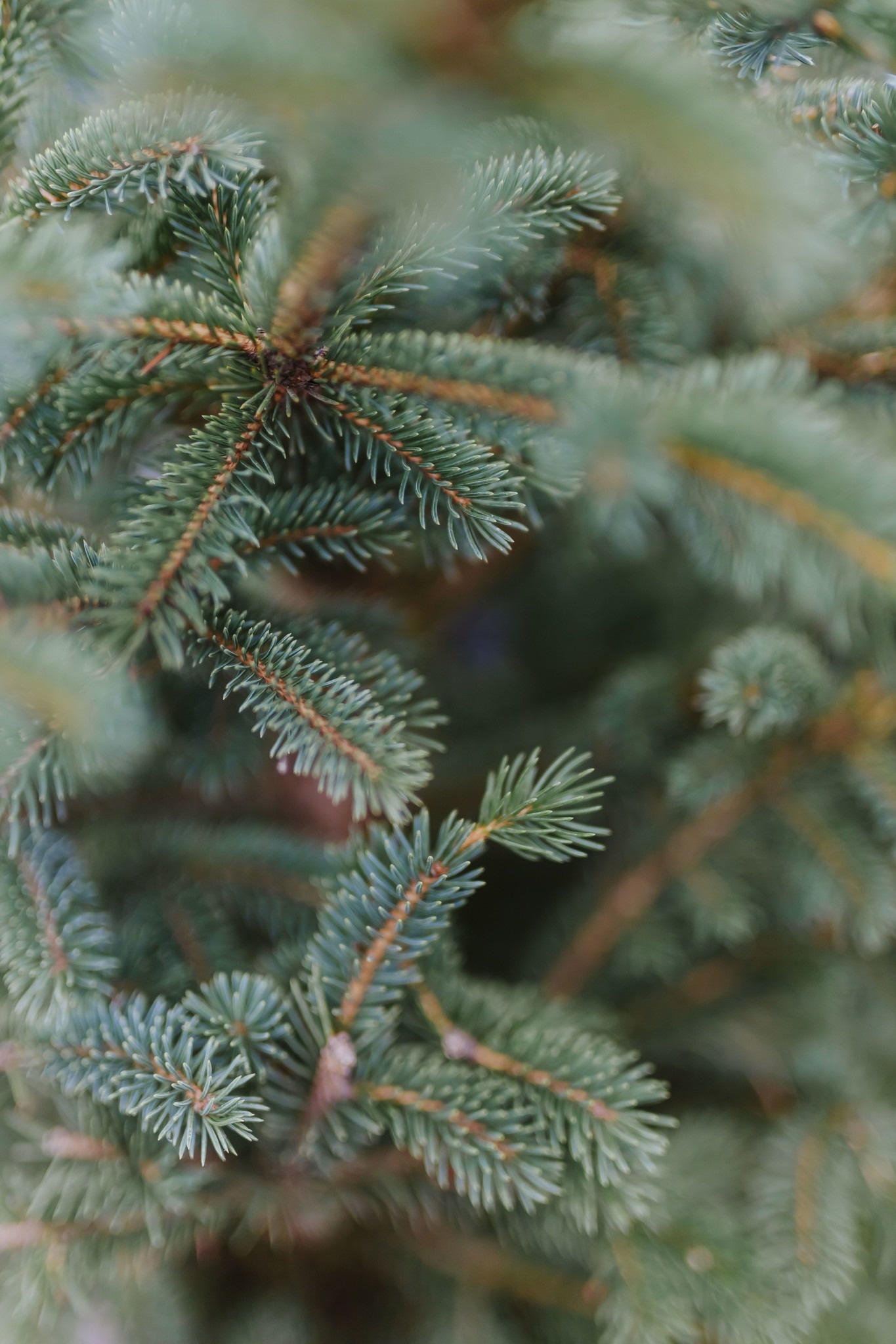 Spruce Black Hills by Gallon