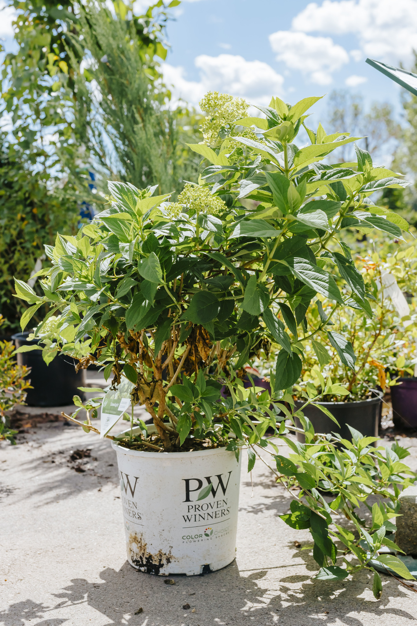 Hydrangea Limelight Prime