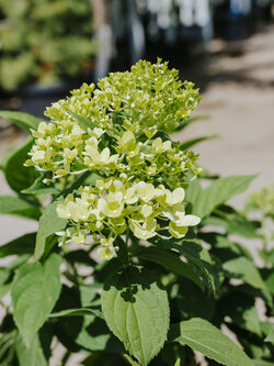 Hydrangea Limelight Prime