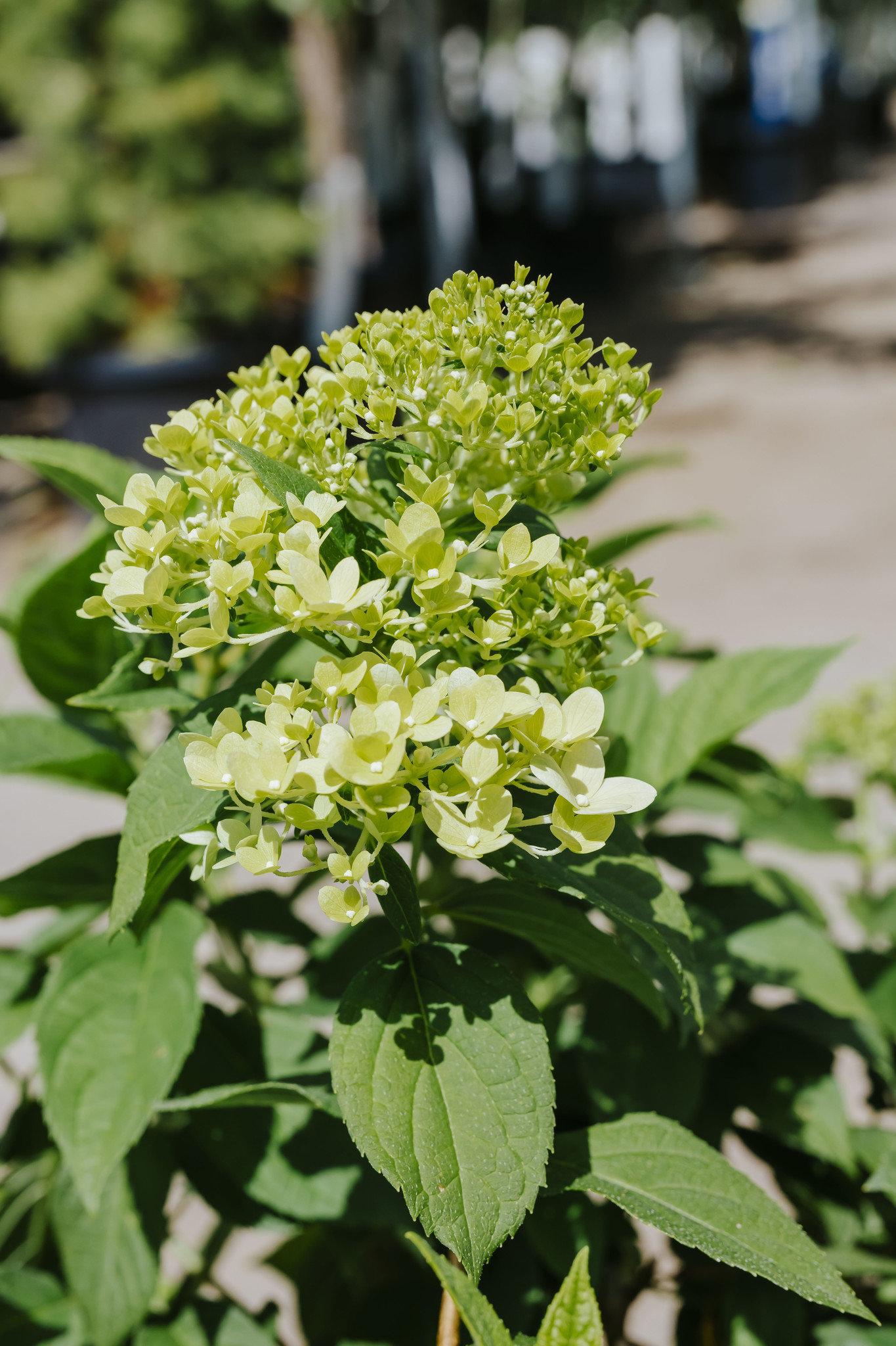 Hydrangea Limelight Prime