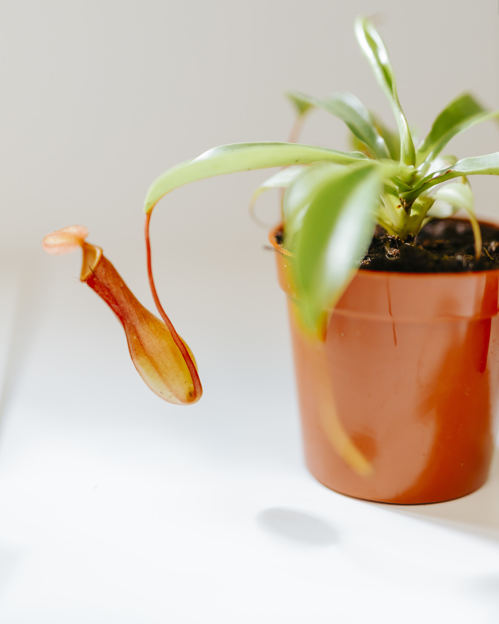 Pitcher Plant 3.25"