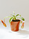 Pitcher Plant 3.25"