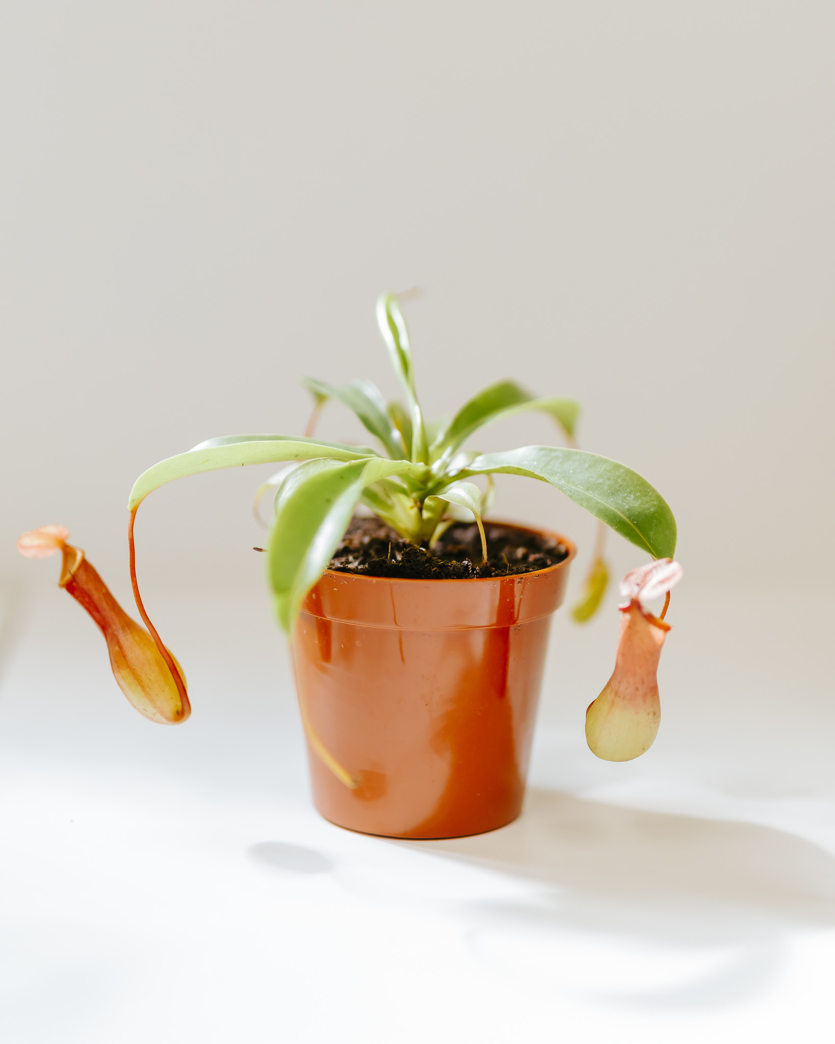 Pitcher Plant 3.25"
