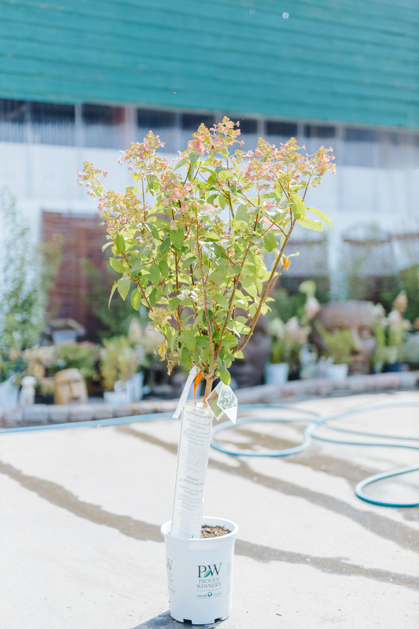 Hydrangea Quickfire TG