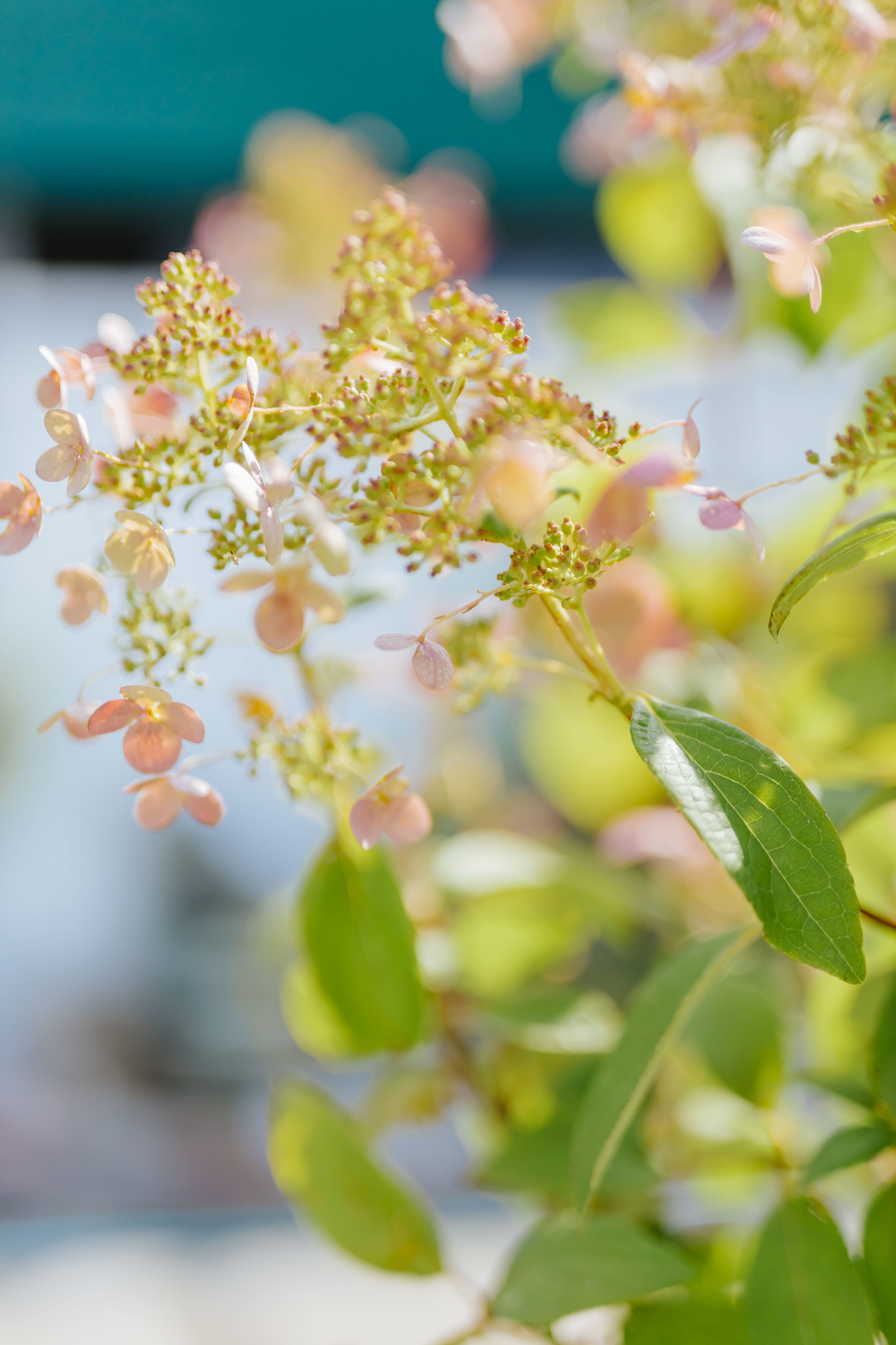 Hydrangea Quickfire TG